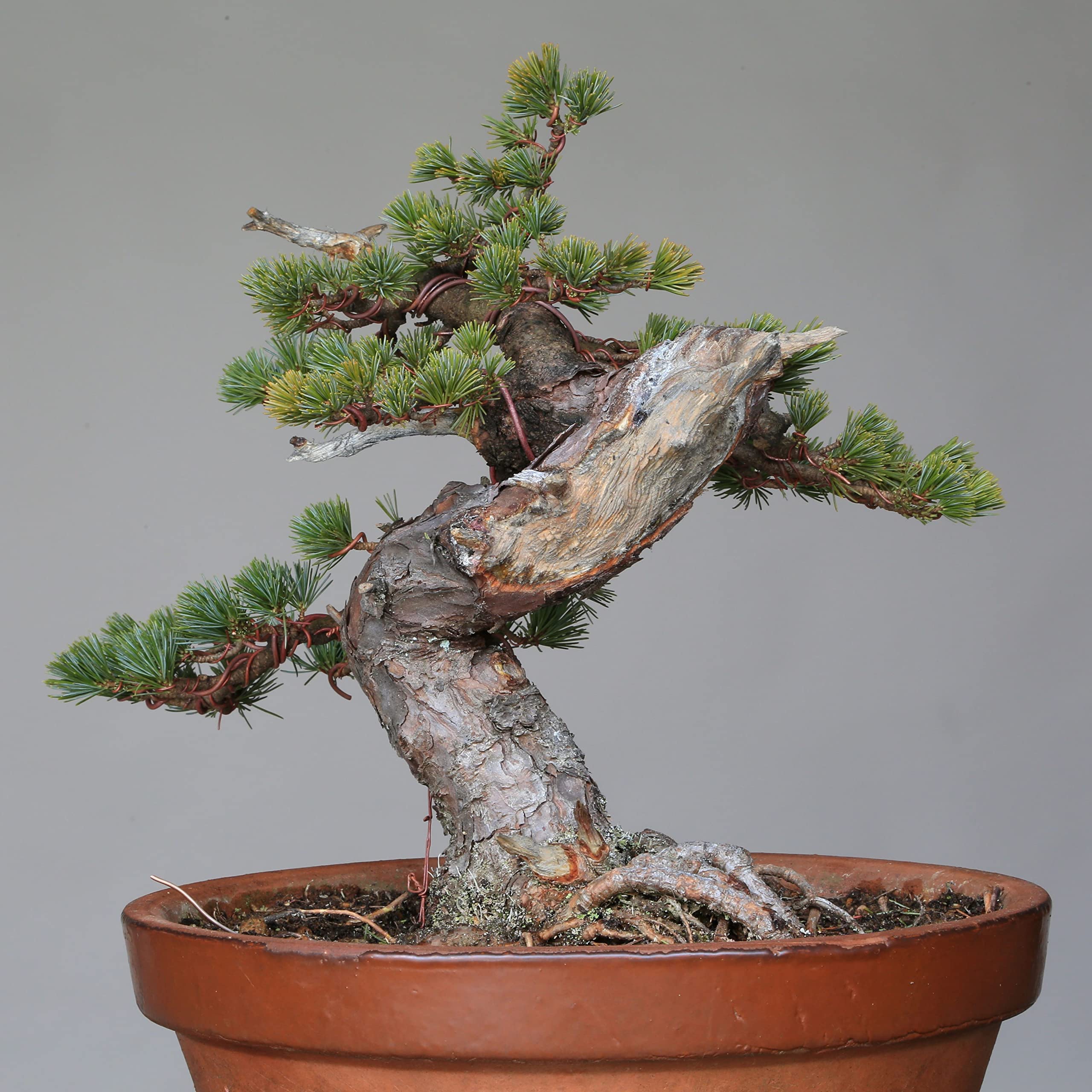 新発売 あずま五葉松 盆栽 [鉢ごと発送] ぼんさい 植物/観葉植物